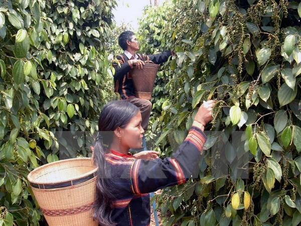 Altiplanicie Occidental de Vietnam por impulsar desarrollo socioeconómico ảnh 1 Altiplanicie Occidental de Vietnam por impulsar desarrollo socioeconómico ảnh 1