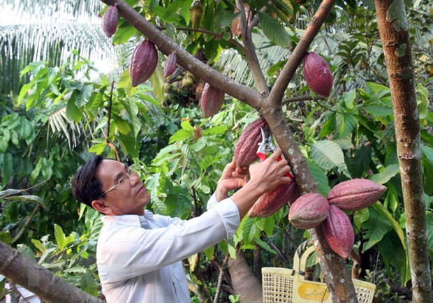 Exportan primer lote de cacao orgánico vietnamita a Japón ảnh 1 Exportan primer lote de cacao orgánico vietnamita a Japón ảnh 1