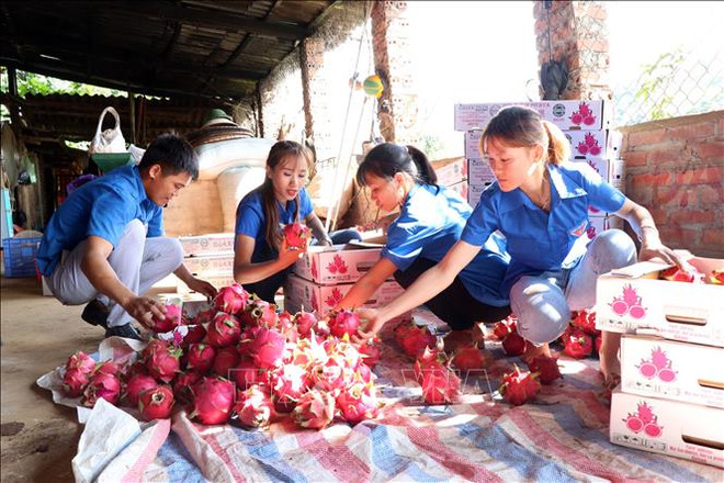 Apoyan acceso de empresas agropecuarias vietnamitas al mercado europeo ảnh 1 Apoyan acceso de empresas agropecuarias vietnamitas al mercado europeo ảnh 1
