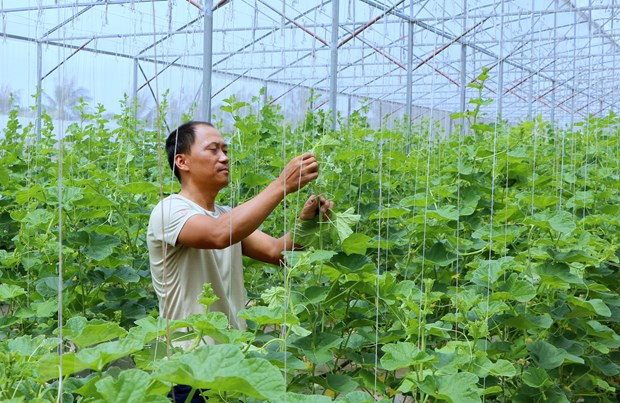 Ciudad vietnamita de Can Tho crea condición a la operación del grupo indio TATA ảnh 1 Ciudad vietnamita de Can Tho crea condición a la operación del grupo indio TATA ảnh 1