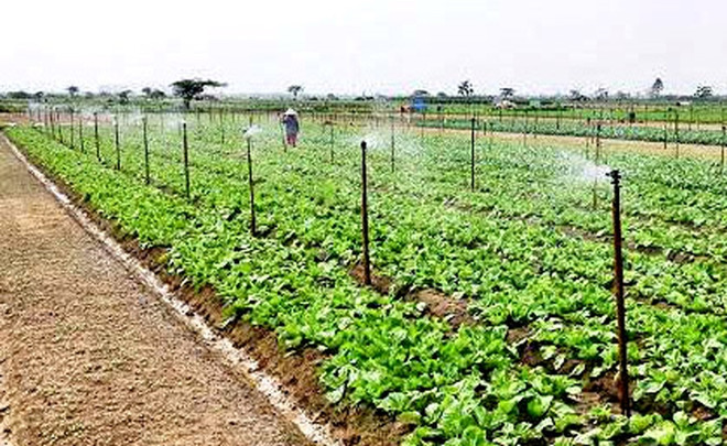 Hanoi promueve áreas agrícolas concentradas ảnh 1 Hanoi promueve áreas agrícolas concentradas ảnh 1