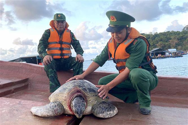 Vietnam: Liberan al mar una tortuga de 80 kilogramos ảnh 1 Vietnam: Liberan al mar una tortuga de 80 kilogramos ảnh 1