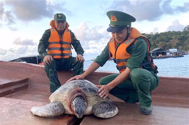 Vietnam: Liberan al mar una tortuga de 80 kilogramos ảnh 1 Vietnam: Liberan al mar una tortuga de 80 kilogramos ảnh 1