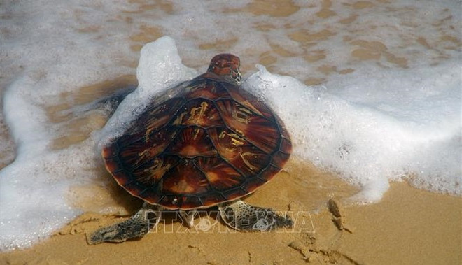 Vietnam: Liberan al mar una tortuga de 80 kilogramos ảnh 2 Vietnam: Liberan al mar una tortuga de 80 kilogramos ảnh 2