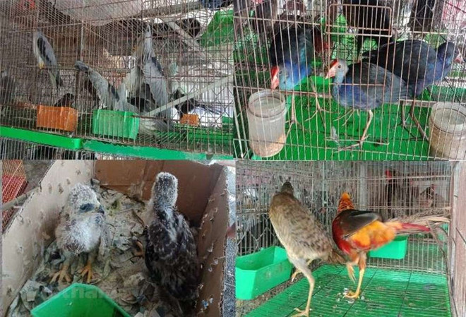 Ministerio advierte de riesgos que plantean el comercio y consumo ilegal de vida silvestre ảnh 2 Ministerio advierte de riesgos que plantean el comercio y consumo ilegal de vida silvestre ảnh 2