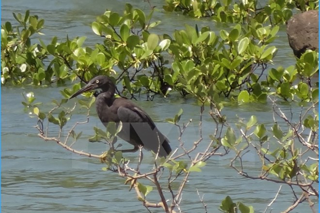 Jóvenes vietnamitas participan en jornada de siembra de manglares ảnh 1 Jóvenes vietnamitas participan en jornada de siembra de manglares ảnh 1