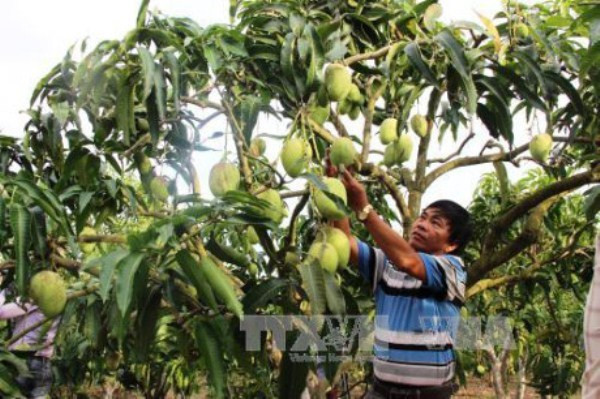 Vietnam exportará mango a Australia ảnh 1 Vietnam exportará mango a Australia ảnh 1