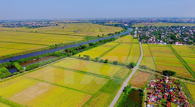 Vietnam logró gran incremento en exportaciones agrícolas ảnh 1