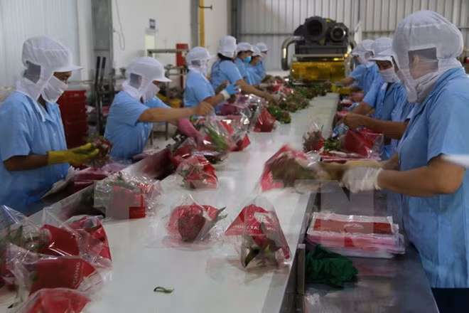 Pitahaya de Vietnam está presente en 40 mercados ảnh 1