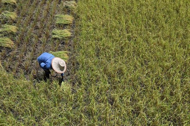 Producción de arroz tailandesa disminuirá por El Niño ảnh 1