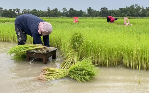 Vaticina disminución de producción de arroz en Tailandia ảnh 1 Vaticina disminución de producción de arroz en Tailandia ảnh 1