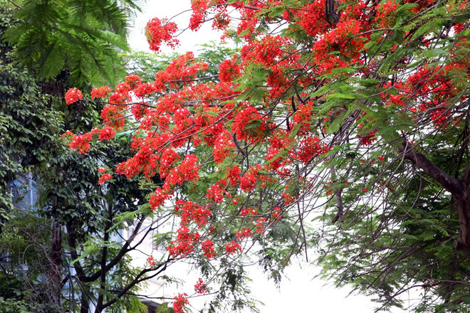 Elecciones generales: Estudiantes se incorporan a gran fiesta de pueblo ảnh 9