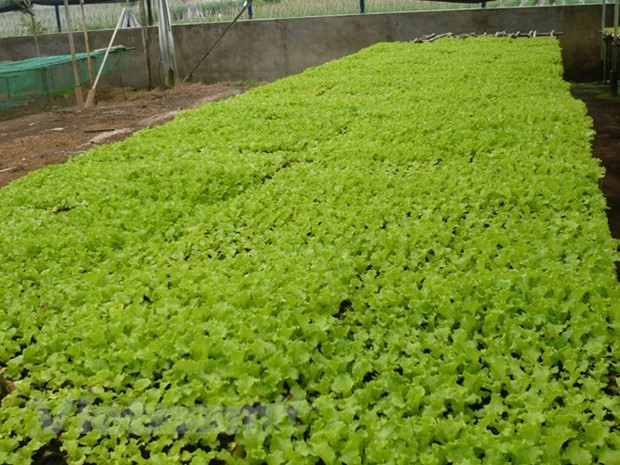 Crédito verde: un camino amplio pero todavía hay muchos obstáculos ảnh 2 Crédito verde: un camino amplio pero todavía hay muchos obstáculos ảnh 2