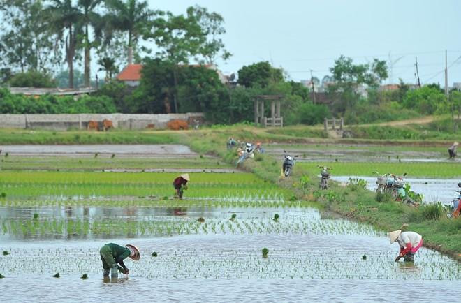 Ninh Binh: Esfuerzos de construcción de nueva ruralidad resultan fructíferos ảnh 1 Ninh Binh: Esfuerzos de construcción de nueva ruralidad resultan fructíferos ảnh 1