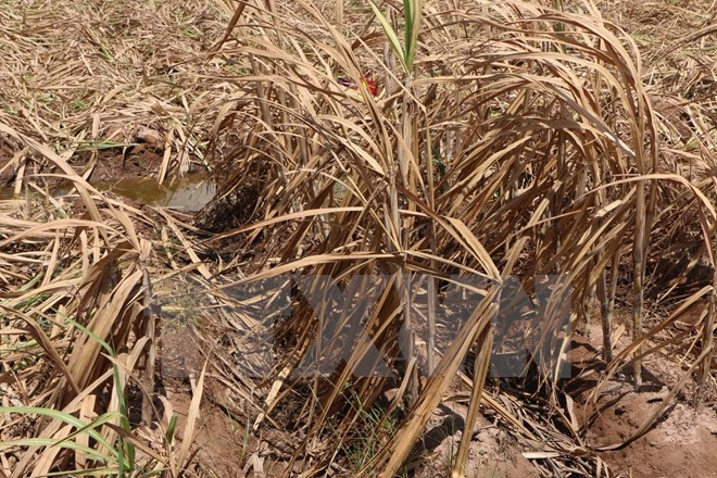 Vietnam requiere mayor adaptación a fenómenos climáticos extremos, dijo funcionario ảnh 1