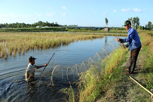 Ca Mau amplía cultivo de langostinos en arrozales ảnh 1 Ca Mau amplía cultivo de langostinos en arrozales ảnh 1