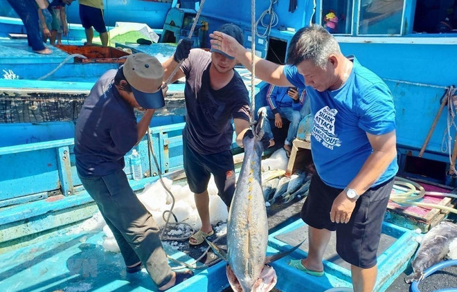 Provincia vietnamita de Kien Giang refuerza medidas contra pesca ilegal ảnh 1 Provincia vietnamita de Kien Giang refuerza medidas contra pesca ilegal ảnh 1