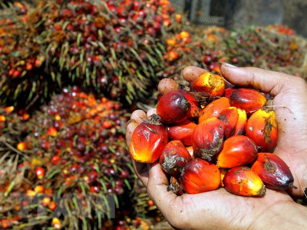Indonesia pide a UE terminar discriminación contra productos de aceite de palma ảnh 1 Indonesia pide a UE terminar discriminación contra productos de aceite de palma ảnh 1