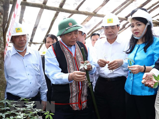 Ginseng Ngoc Linh es tesoro de Vietnam, afirma Premier ảnh 1