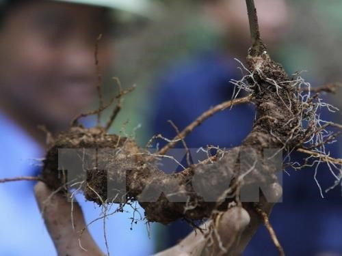 Provincia vietnamita promueve en exhibición ventajas del ginseng Ngoc Linh para la salud ảnh 1 Provincia vietnamita promueve en exhibición ventajas del ginseng Ngoc Linh para la salud ảnh 1