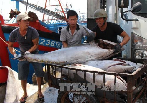 Provincia vietnamita de Thua Thien-Hue dedica 1,5 millones de dólares a favor de pescadores ảnh 1