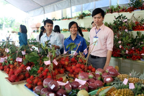 Empresas vietnamitas precisan estudiar mercado chino para guiar exportaciones agrícolas ảnh 1