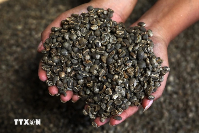 Exportaciones de café de Indonesia superan a las importaciones ảnh 1 Exportaciones de café de Indonesia superan a las importaciones ảnh 1