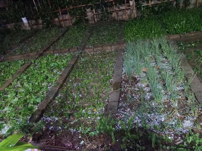 Fuertes aguaceros y granizo azotan Lao Cai ảnh 1