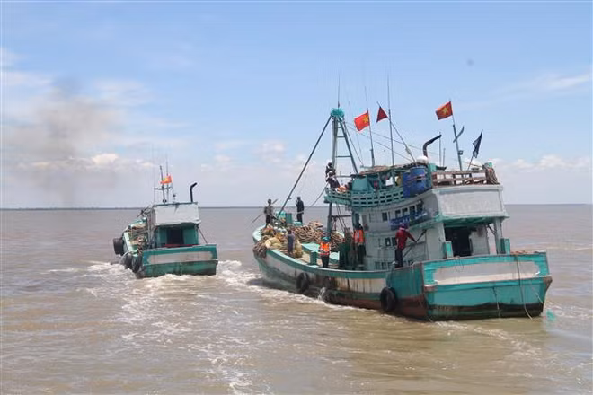 Vietnam une manos con el mundo para combatir IUU ảnh 1