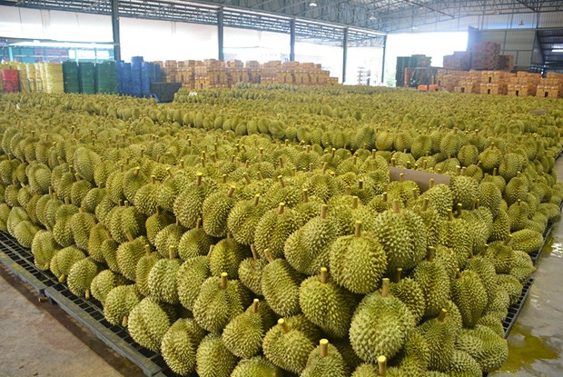 Tailandia espera exportar un millón de toneladas de durián este año ảnh 1 Tailandia espera exportar un millón de toneladas de durián este año ảnh 1