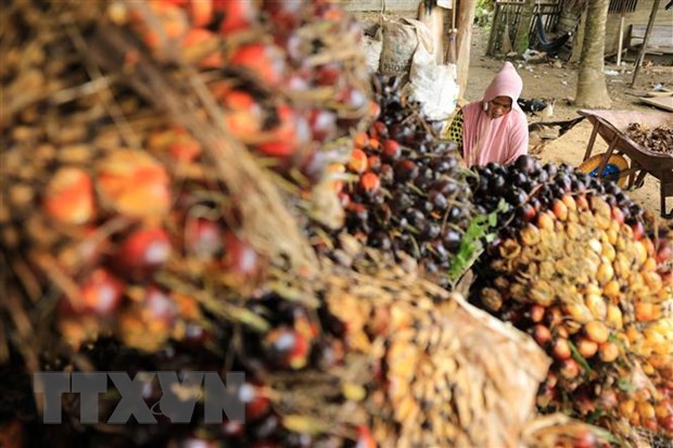 Indonesia suspende impuesto a la exportación de aceite de palma ảnh 1