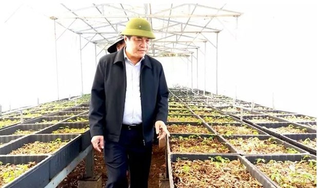Vietnam planea cultivar 200 mil hectáreas de ginseng para 2030 ảnh 1 Vietnam planea cultivar 200 mil hectáreas de ginseng para 2030 ảnh 1