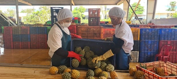 Vietnam trabaja por exportar más productos agroforestales y acuáticos a UE ảnh 1 Vietnam trabaja por exportar más productos agroforestales y acuáticos a UE ảnh 1