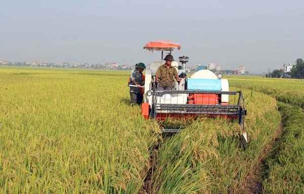 Provincia vietnamita de Vinh Phuc impulsa desarrollo de industria en zonas rurales ảnh 1 Provincia vietnamita de Vinh Phuc impulsa desarrollo de industria en zonas rurales ảnh 1