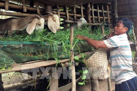 Proyecta provincia vietnamita de Ninh Thuan ampliar la ganadería caprina ảnh 1 Proyecta provincia vietnamita de Ninh Thuan ampliar la ganadería caprina ảnh 1