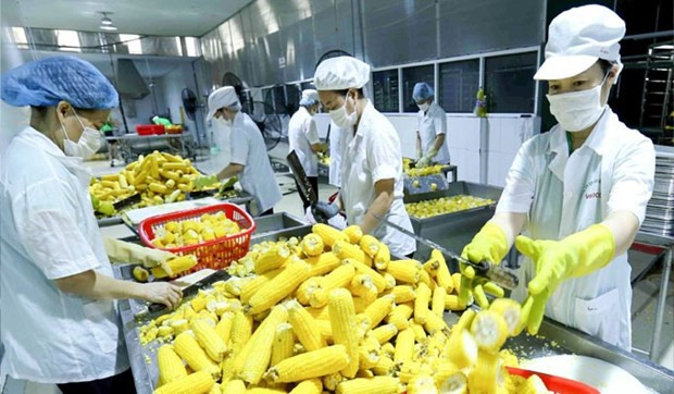 Busca Vietnam impulsar exportaciones de flores, frutas y verduras a Asia y Europa ảnh 1 Busca Vietnam impulsar exportaciones de flores, frutas y verduras a Asia y Europa ảnh 1