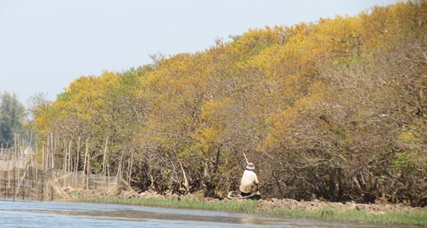El otoño dorado en Ru Cha ảnh 1 El otoño dorado en Ru Cha ảnh 1