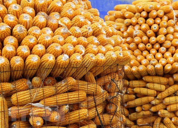 Indonesia exportará maíz a Vietnam, Filipinas y Malasia ảnh 1 Indonesia exportará maíz a Vietnam, Filipinas y Malasia ảnh 1