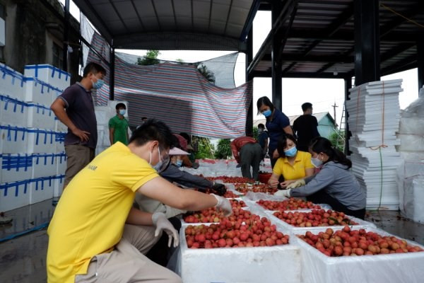 Vietnam planea conectar a cinco millones de agricultores con plataformas de comercio electrónico ảnh 1 Vietnam planea conectar a cinco millones de agricultores con plataformas de comercio electrónico ảnh 1