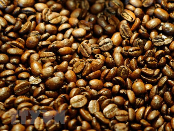 Aumenta precio de exportación de café arábica de Vietnam ảnh 1 Aumenta precio de exportación de café arábica de Vietnam ảnh 1