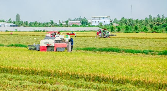 Proponen en Vietnam abrir "canal verde" para el transporte fluvial de arroz ảnh 1