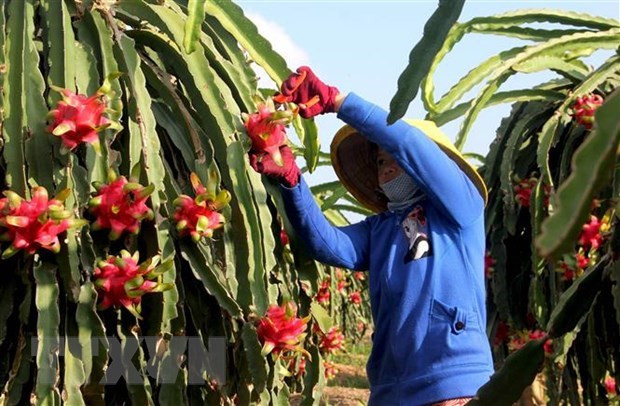 Vietnam y Egipto promueven cooperación en comercio e industria ảnh 1 Vietnam y Egipto promueven cooperación en comercio e industria ảnh 1