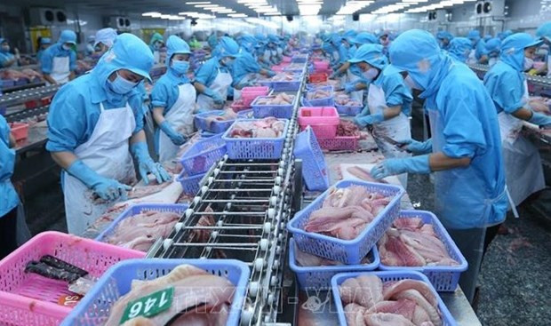 Oportunidades para exportación de pangasius vietnamita a Brasil ảnh 1 Oportunidades para exportación de pangasius vietnamita a Brasil ảnh 1
