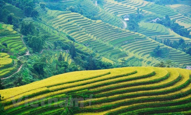 Recorren los arrozales patrimoniales de Hoang Su Phi a través de la pantalla ảnh 1 Recorren los arrozales patrimoniales de Hoang Su Phi a través de la pantalla ảnh 1