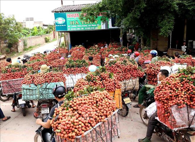Vietnam y China trabajan por aliviar barreras en comercio agropecuario ảnh 1