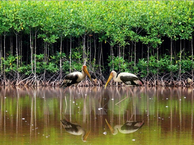 Vietnam se une a esfuerzos internacionales en conservar biodiversidad ảnh 1 Vietnam se une a esfuerzos internacionales en conservar biodiversidad ảnh 1