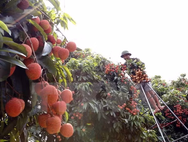 ActionAid asiste al desarrollo en Vietnam ảnh 1