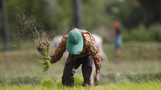 Llama premier de Camboya a diversificar mercados para la exportación de arroz ảnh 1 Llama premier de Camboya a diversificar mercados para la exportación de arroz ảnh 1