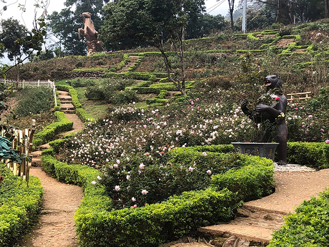 Implanta complejo turístico récord del mayor jardín de rosas en Vietnam ảnh 1 Implanta complejo turístico récord del mayor jardín de rosas en Vietnam ảnh 1