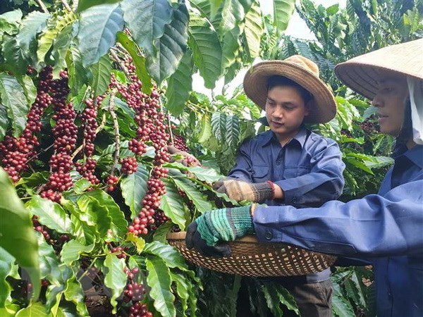 Presentarán el café vietnamita en Festival de Buon Ma Thuot 2019 ảnh 1 Presentarán el café vietnamita en Festival de Buon Ma Thuot 2019 ảnh 1